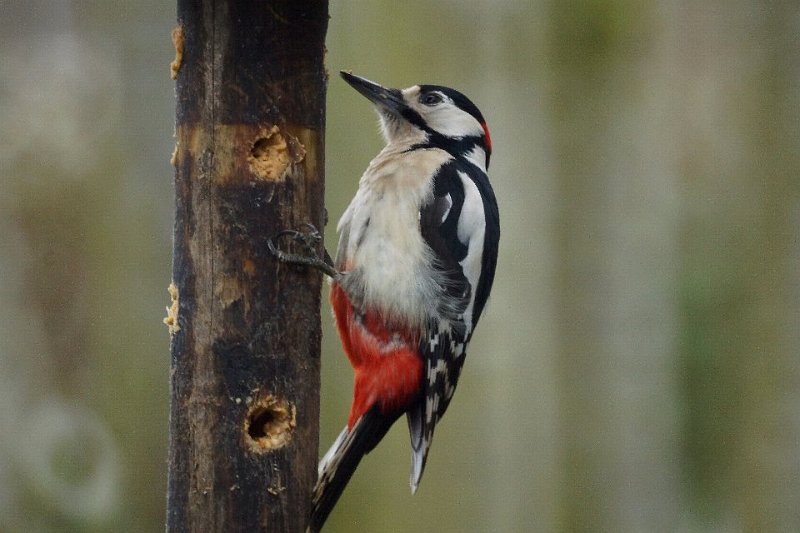 Grote bonte specht 04